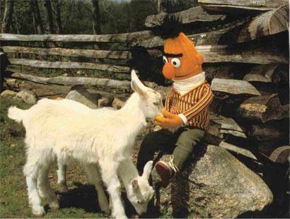 bertwithgoat.jpg